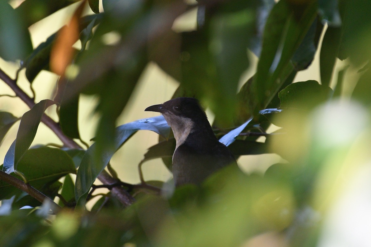 Pied Cuckoo - ML503586251