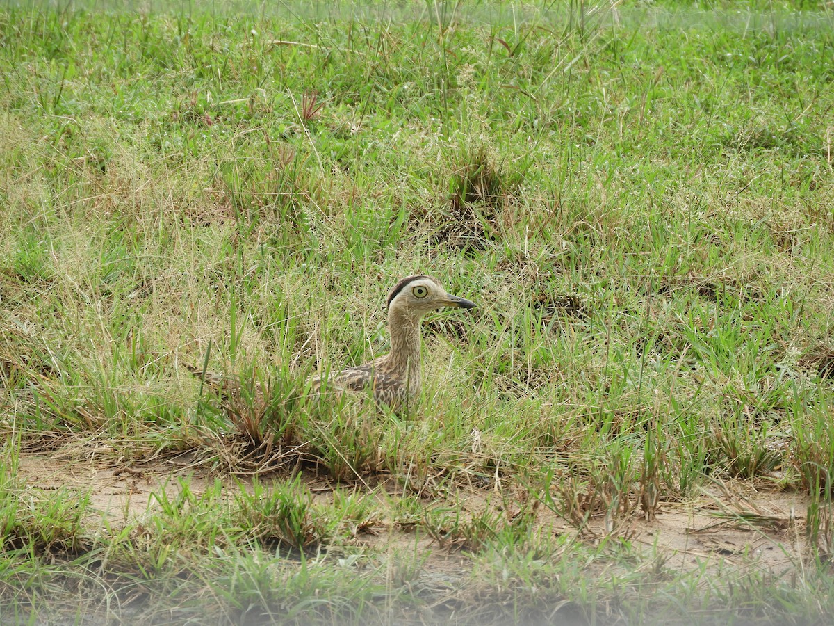 Double-striped Thick-knee - ML503587851