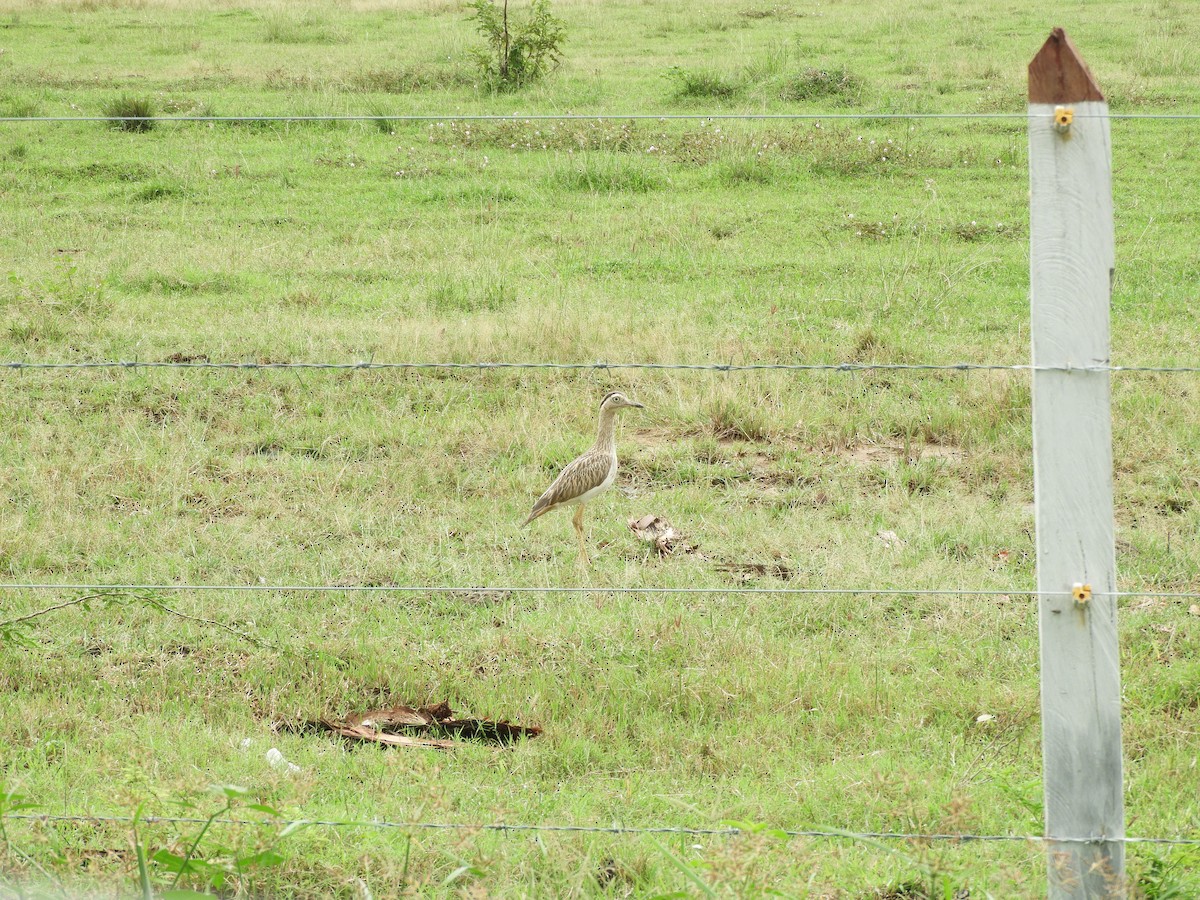 Double-striped Thick-knee - ML503587861
