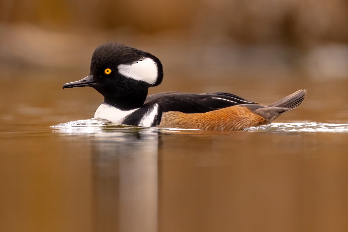 Hooded Merganser - ML503588171