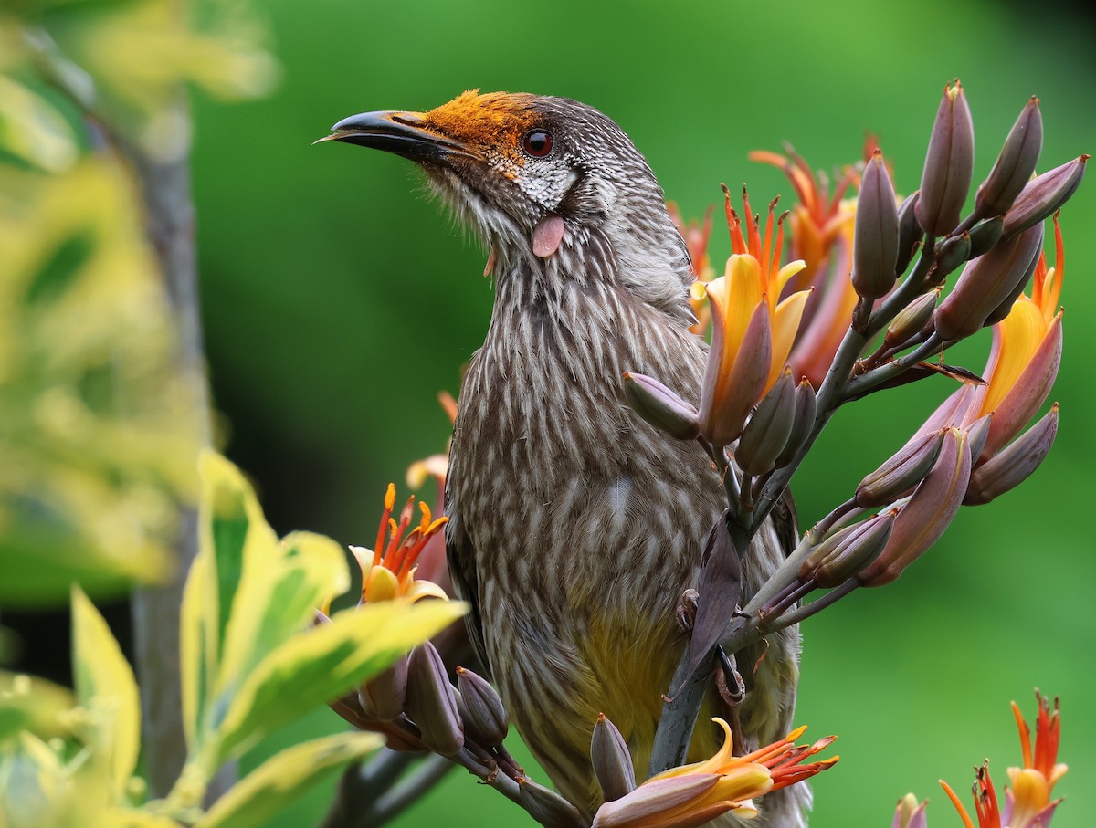 Red Wattlebird - Andy Gee