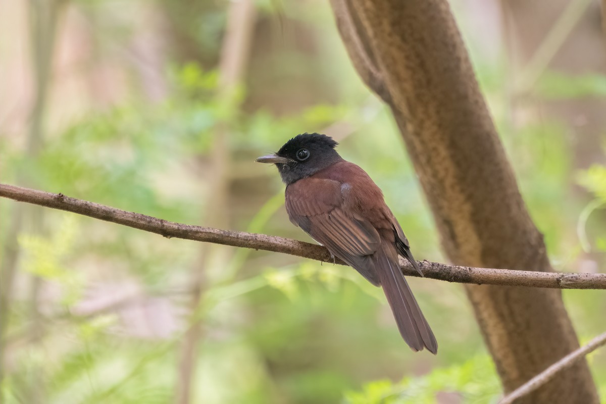 Black Paradise-Flycatcher - ML503588711