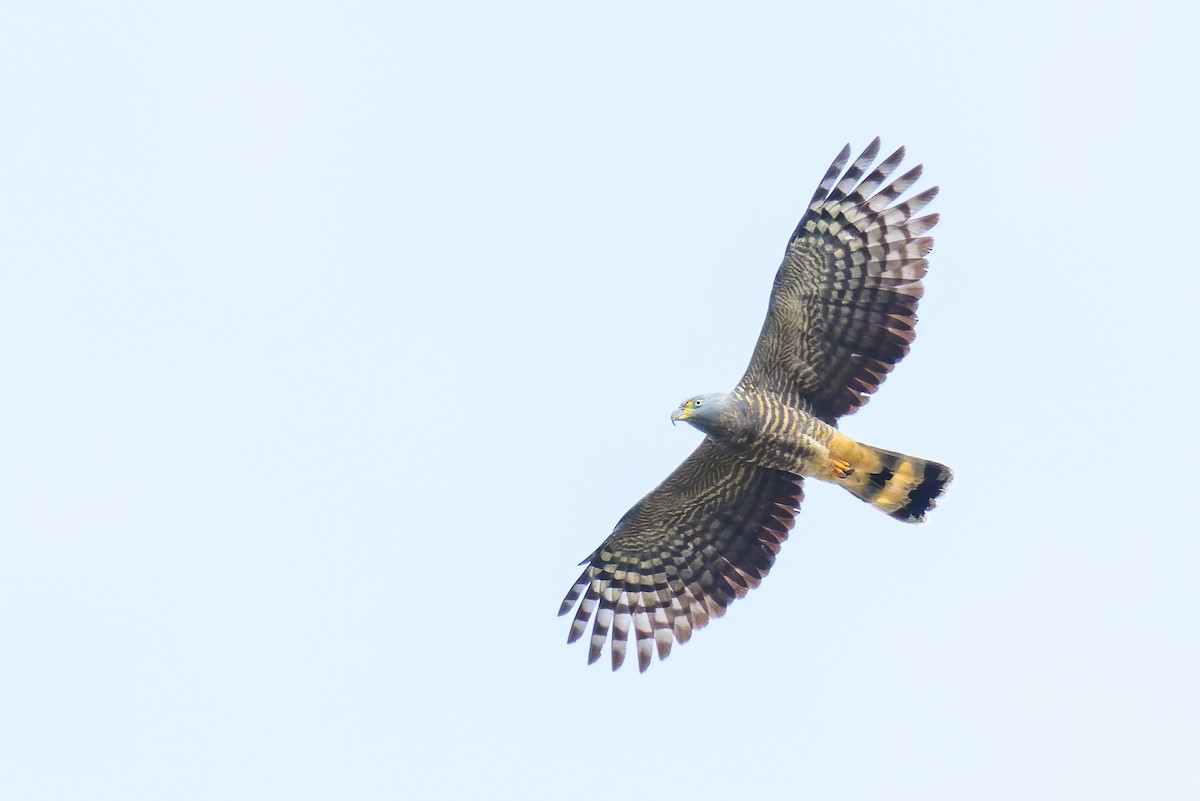 Hook-billed Kite - ML503589951