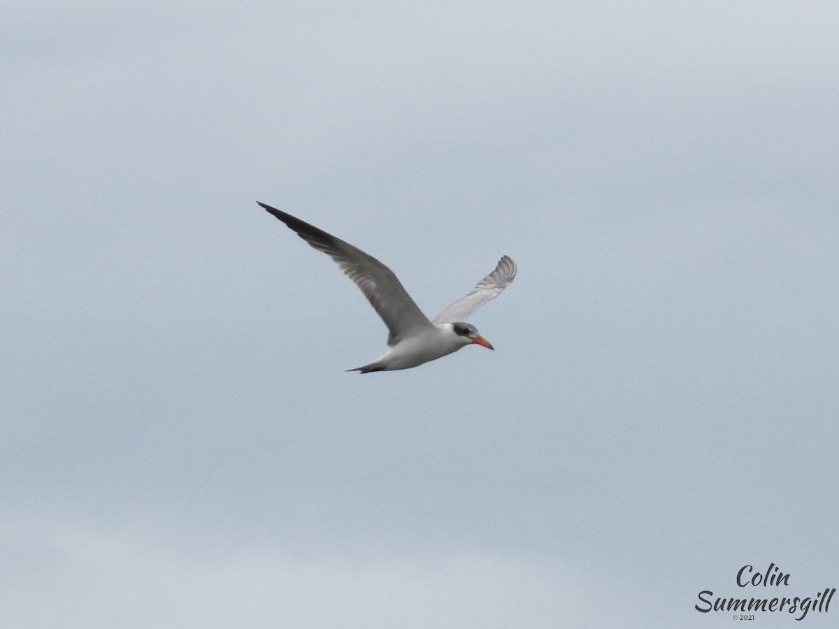 Caspian Tern - ML503590121