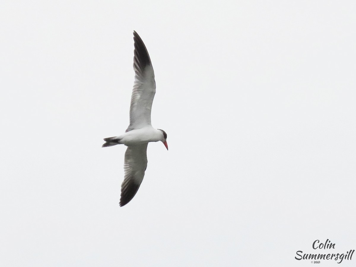 Caspian Tern - ML503590141