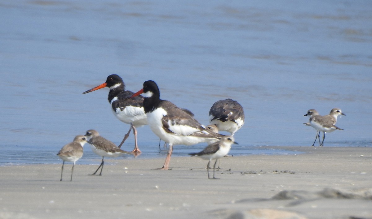 Eurasian Oystercatcher - ML503590331