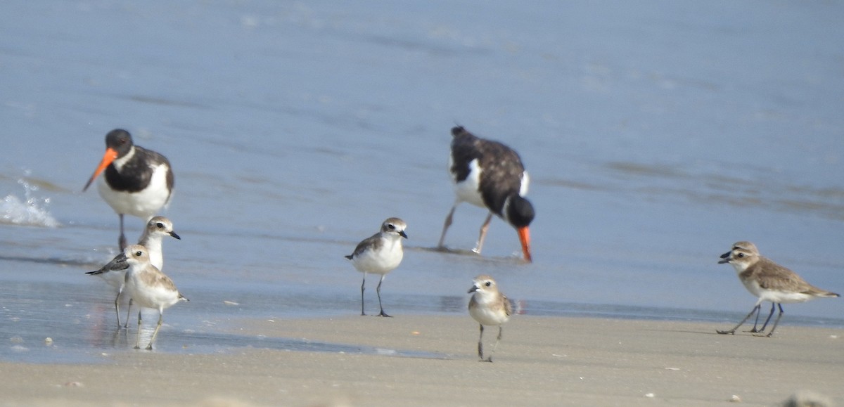 Eurasian Oystercatcher - ML503590341