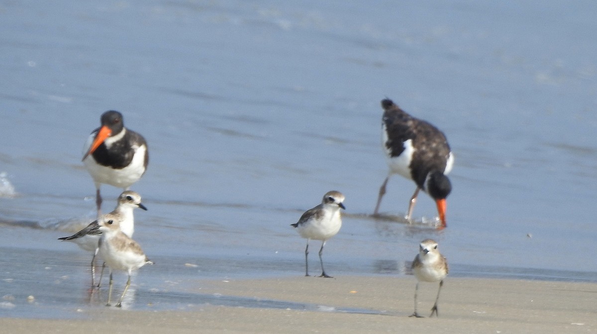 Eurasian Oystercatcher - ML503590371