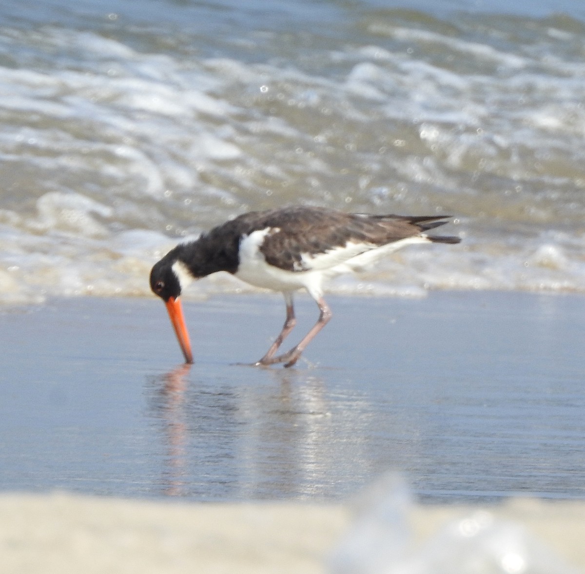 Eurasian Oystercatcher - ML503590381