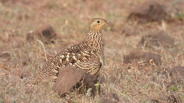 Chestnut-bellied Sandgrouse - ML503590651