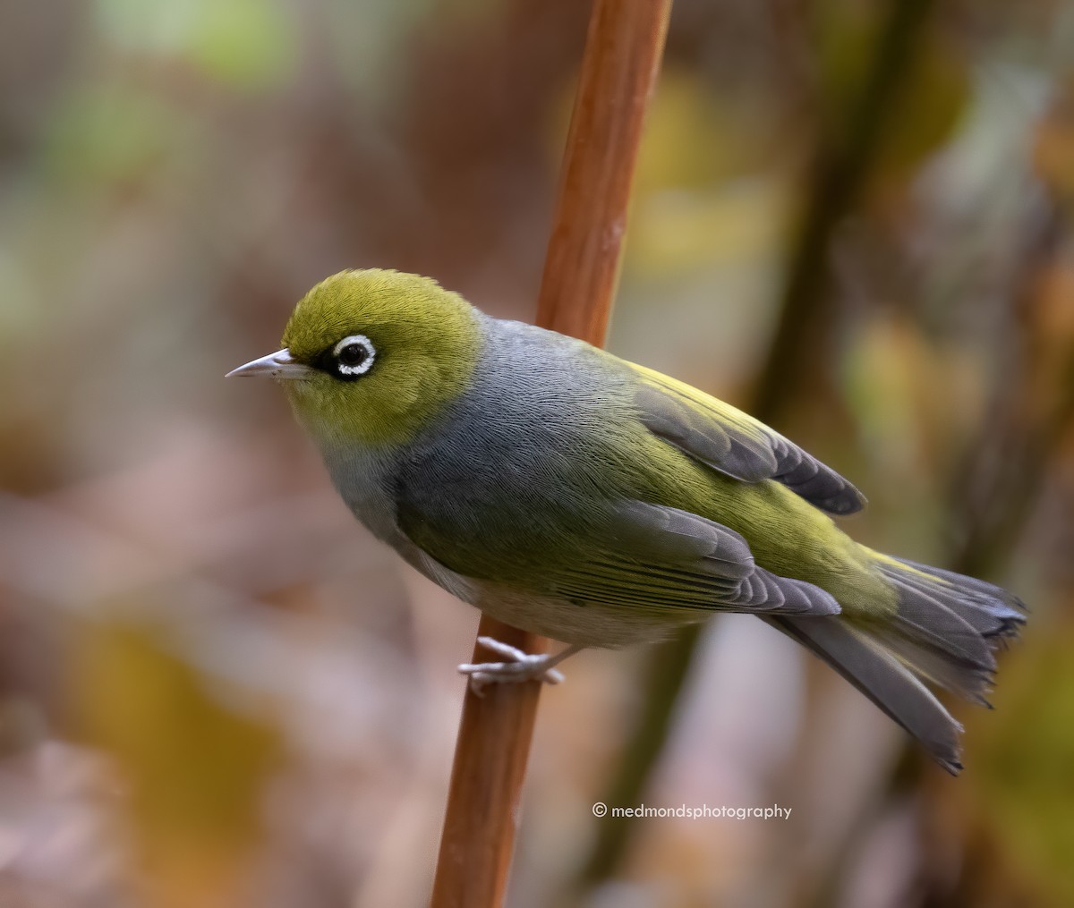 Zostérops à dos gris - ML503591221