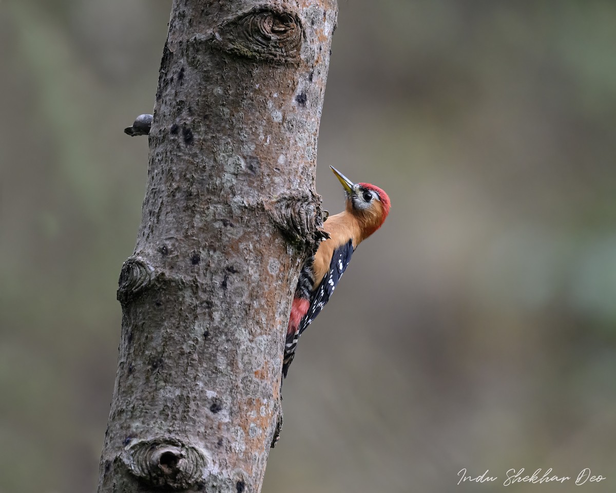 Rufous-bellied Woodpecker - ML503591511
