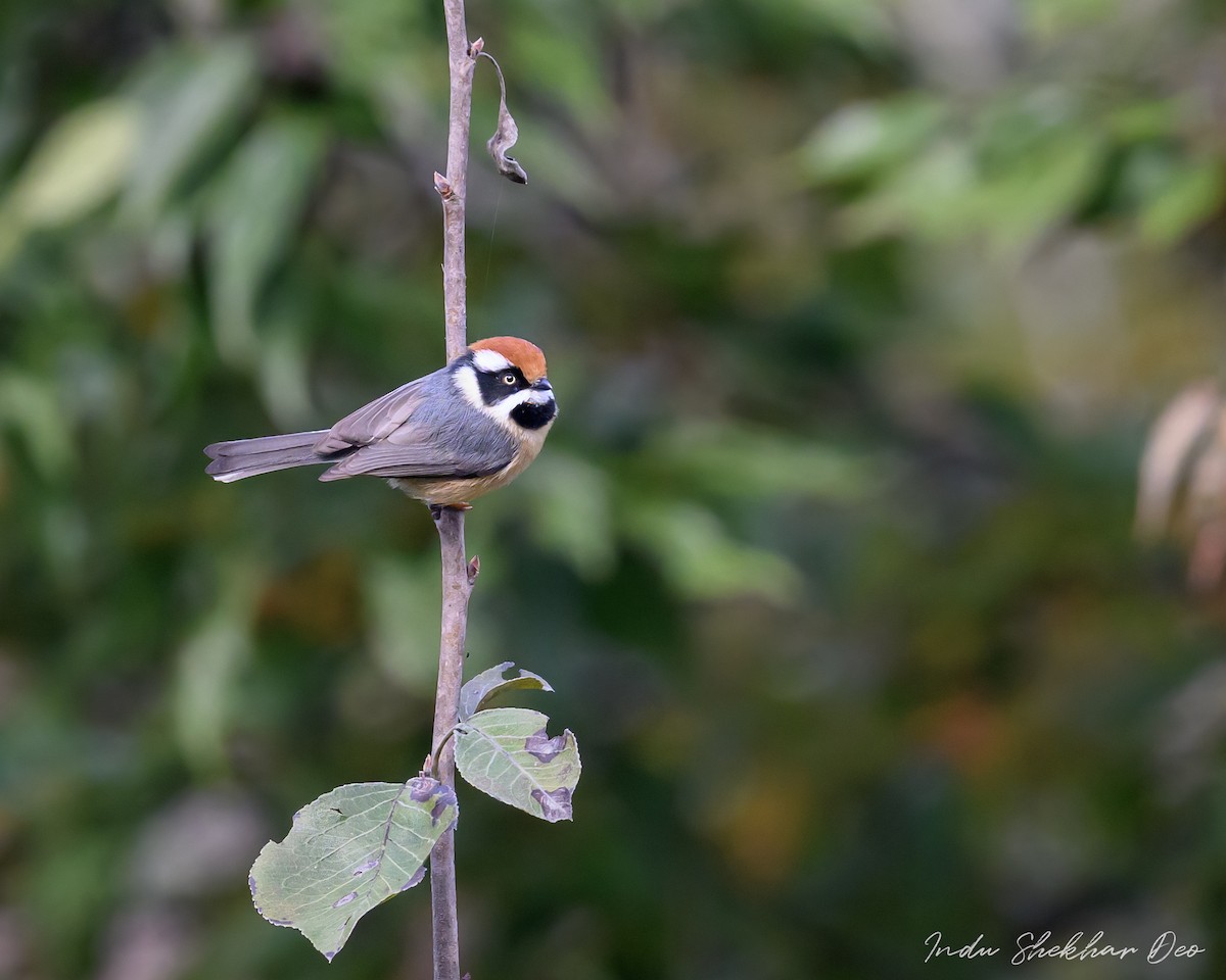 Black-throated Tit - ML503591581