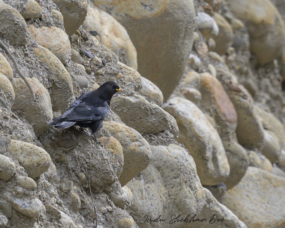 Yellow-billed Chough - ML503591791