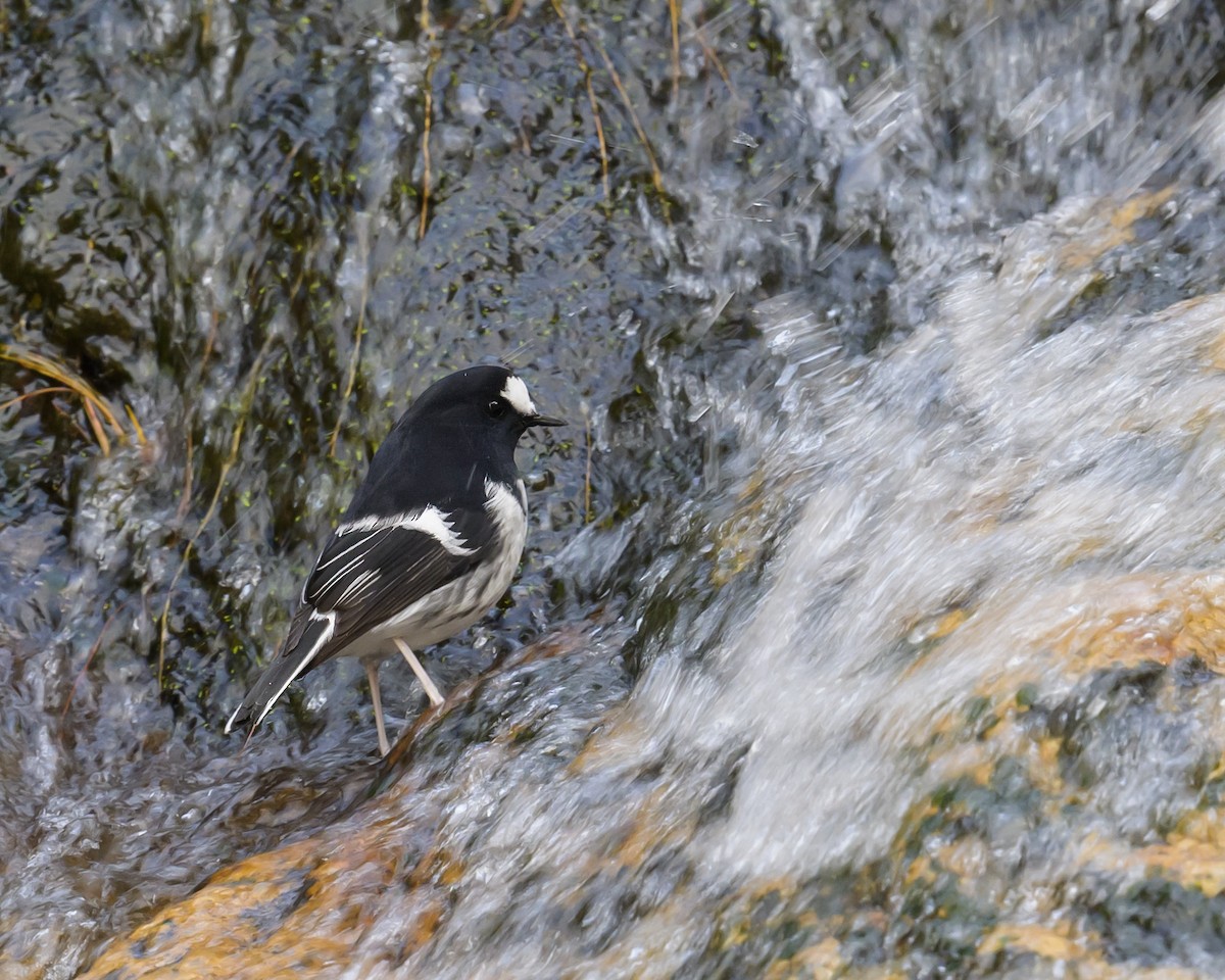 Little Forktail - ML503591841