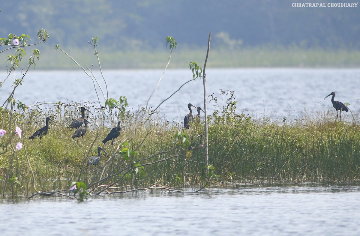 Glossy Ibis - ML503593221