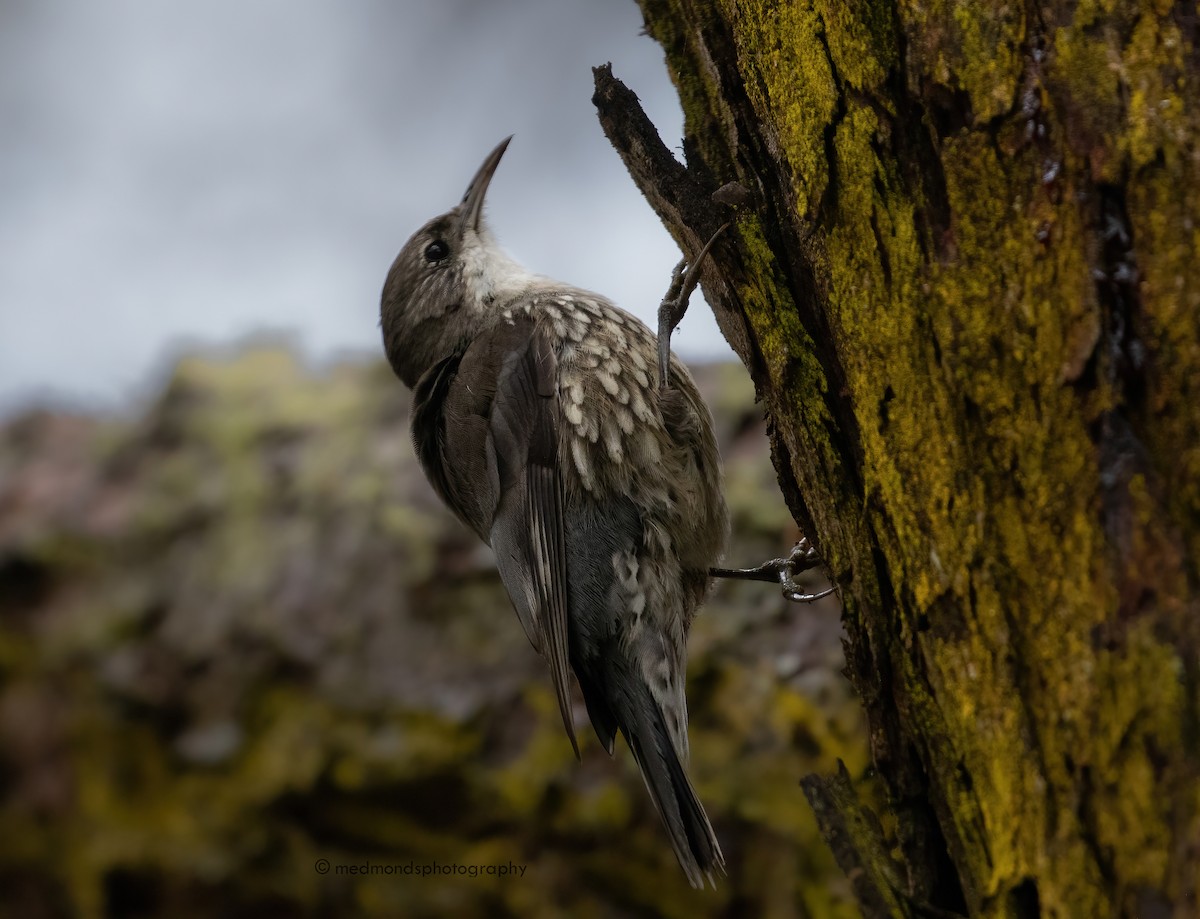 White-throated Treecreeper - Michelle Edmonds