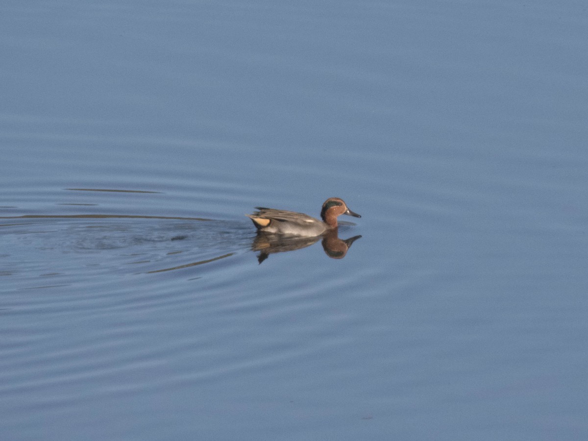 Green-winged Teal - Hugo Schlenker