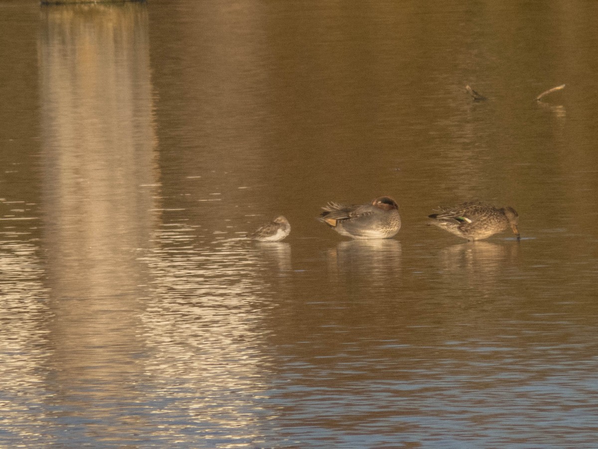 Dunlin - ML503593781