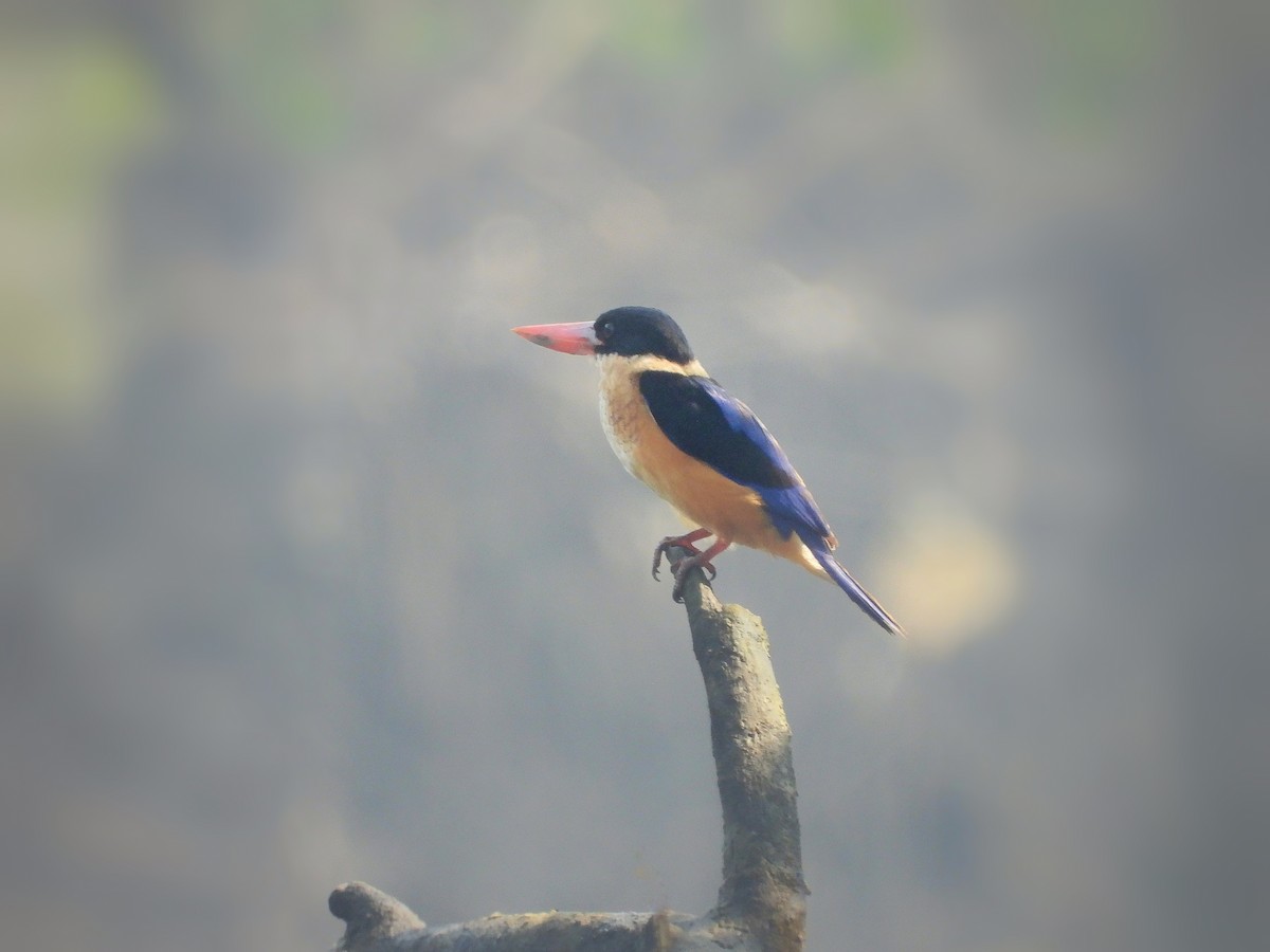 ledňáček černohlavý - ML503593961