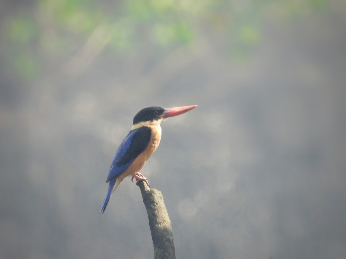 ledňáček černohlavý - ML503593971