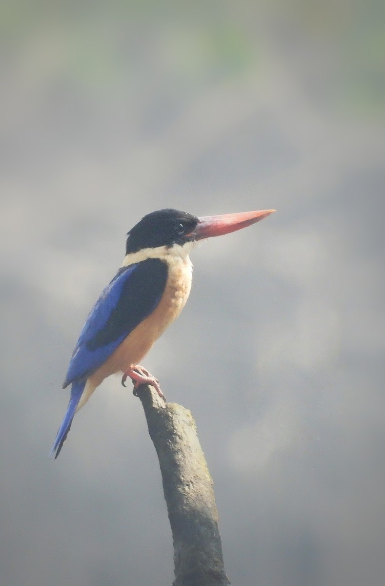 Black-capped Kingfisher - ML503593981