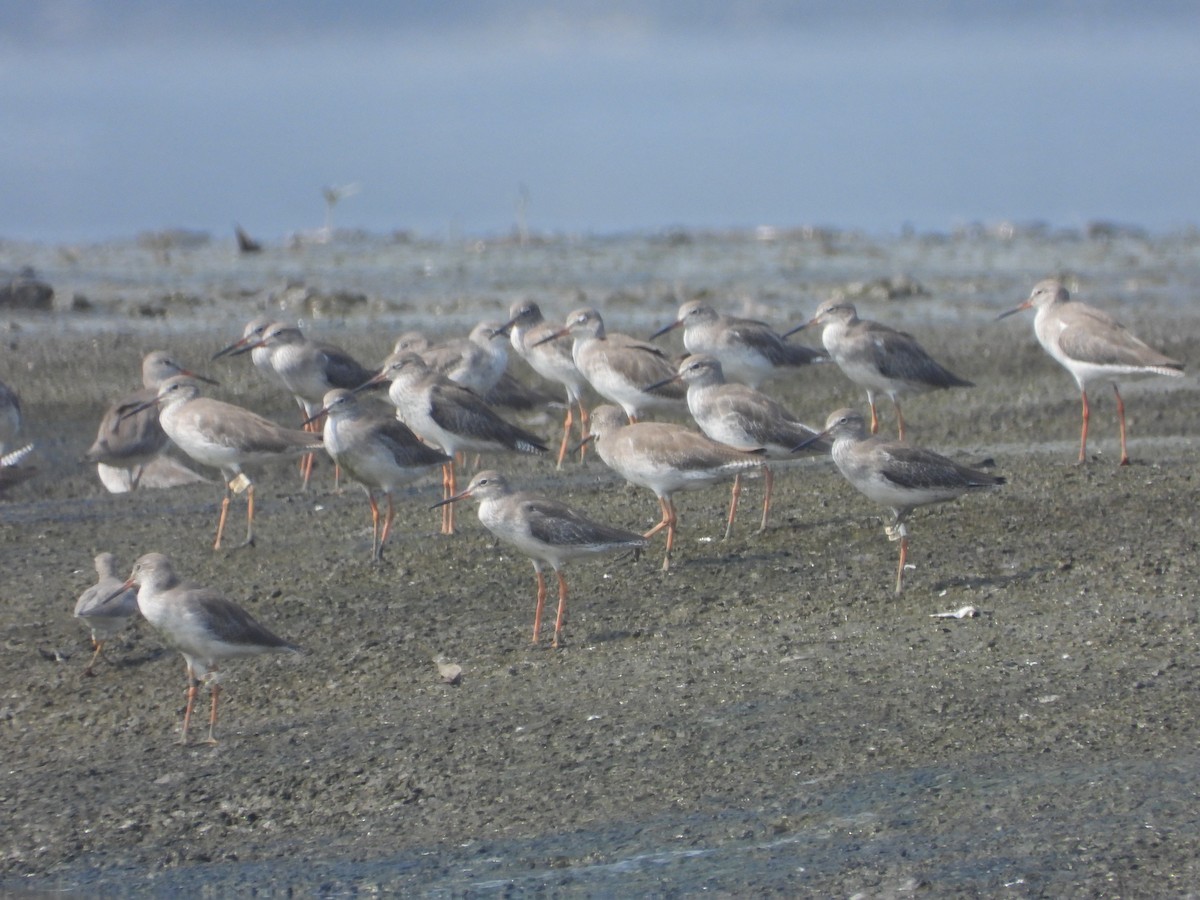 vodouš rudonohý - ML503594061