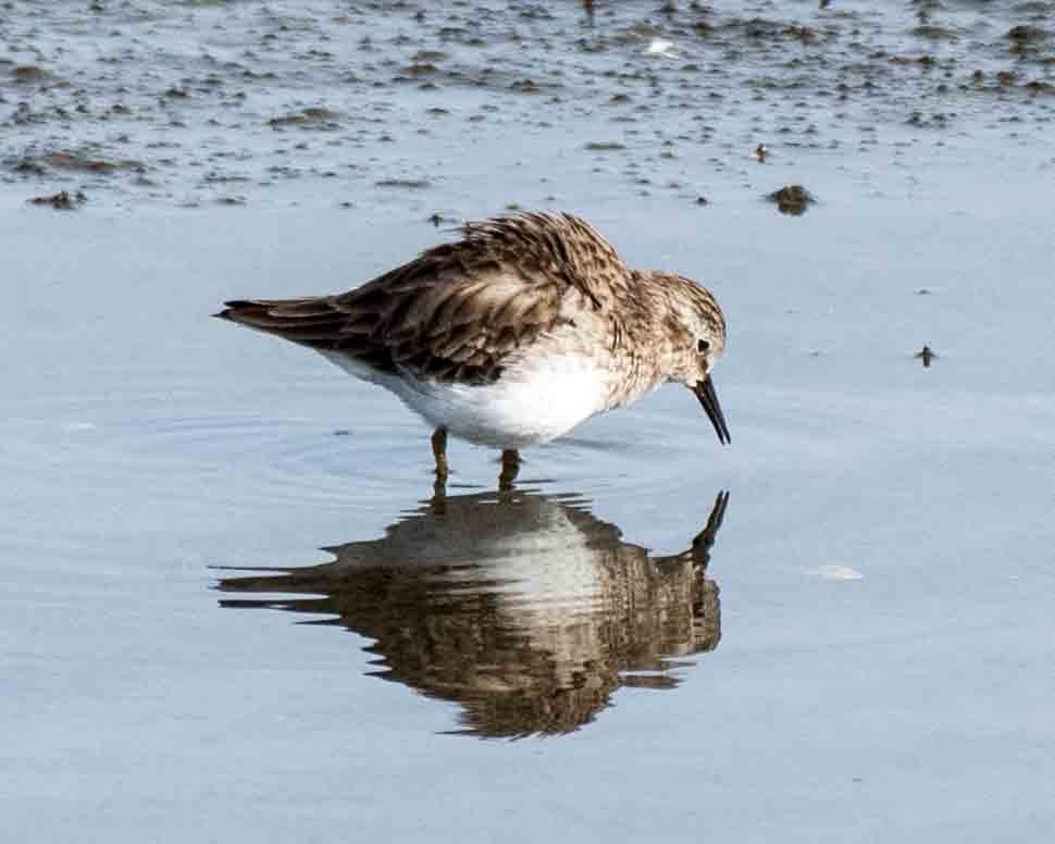 ub. vader (Charadriiformes sp.) - ML50359481