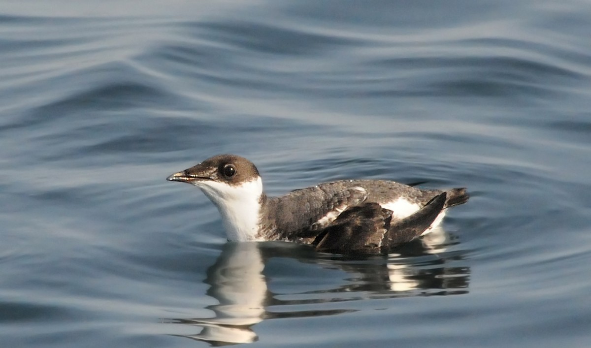 Marbled Murrelet - Steven Mlodinow