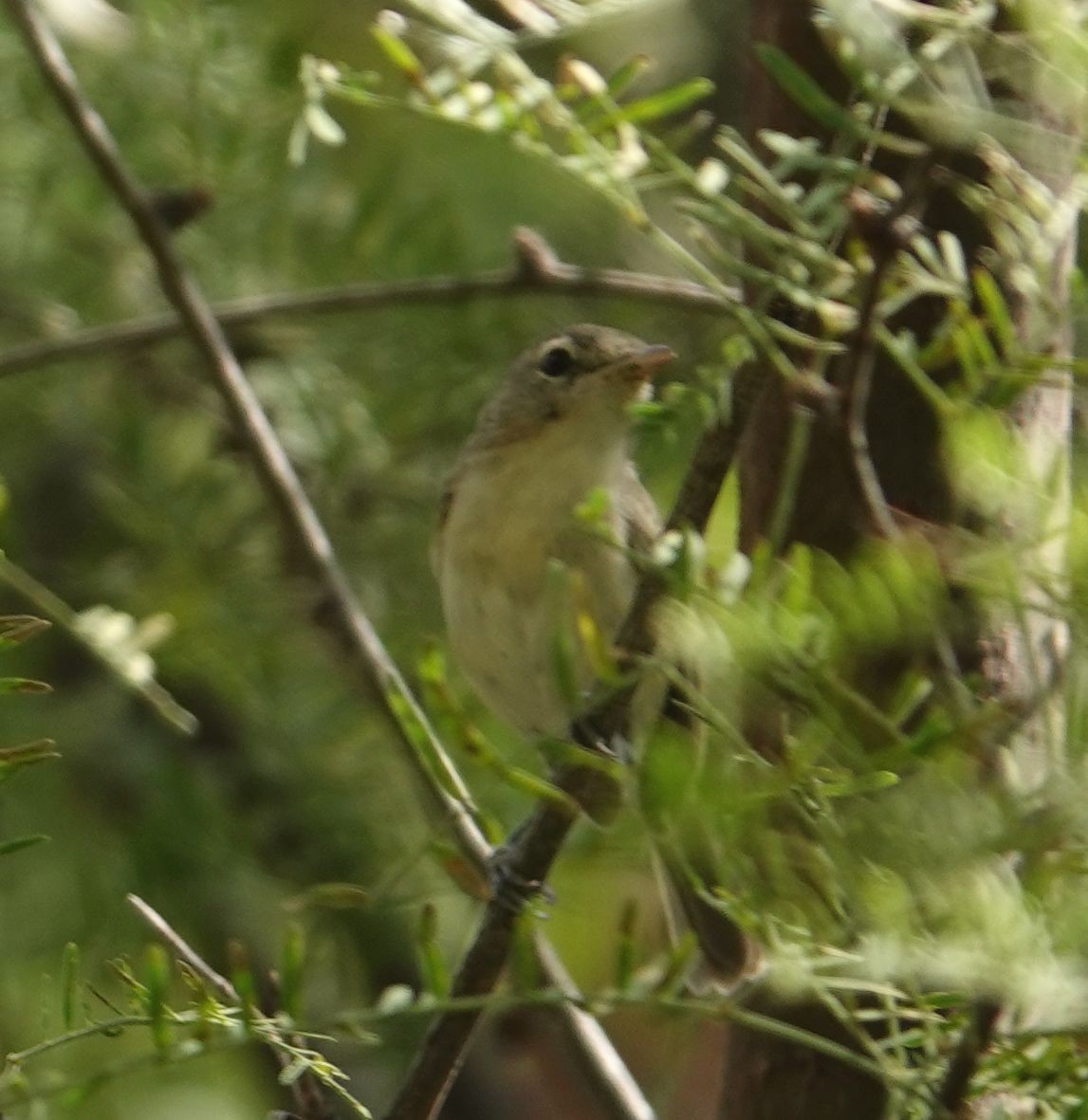 Bell's Vireo (Arizona) - ML503595291