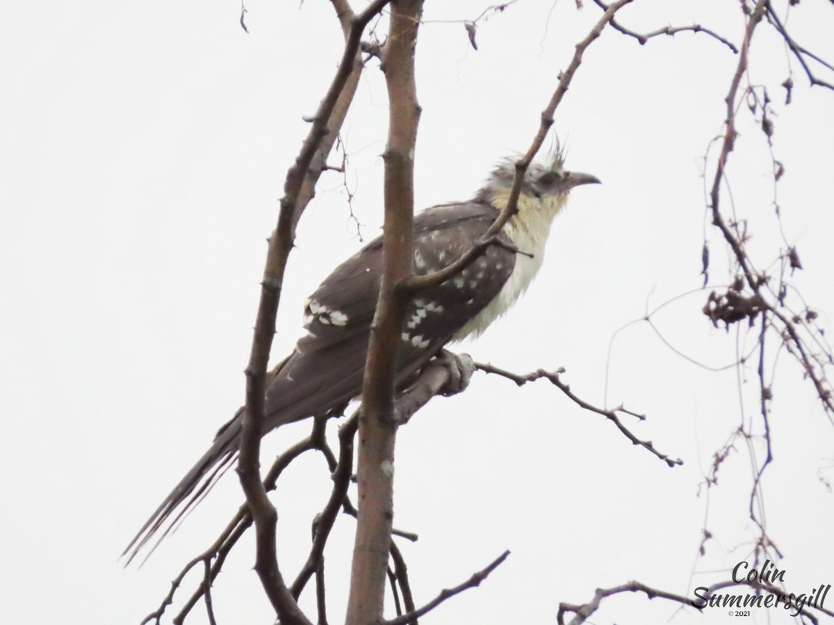 Great Spotted Cuckoo - ML503595791
