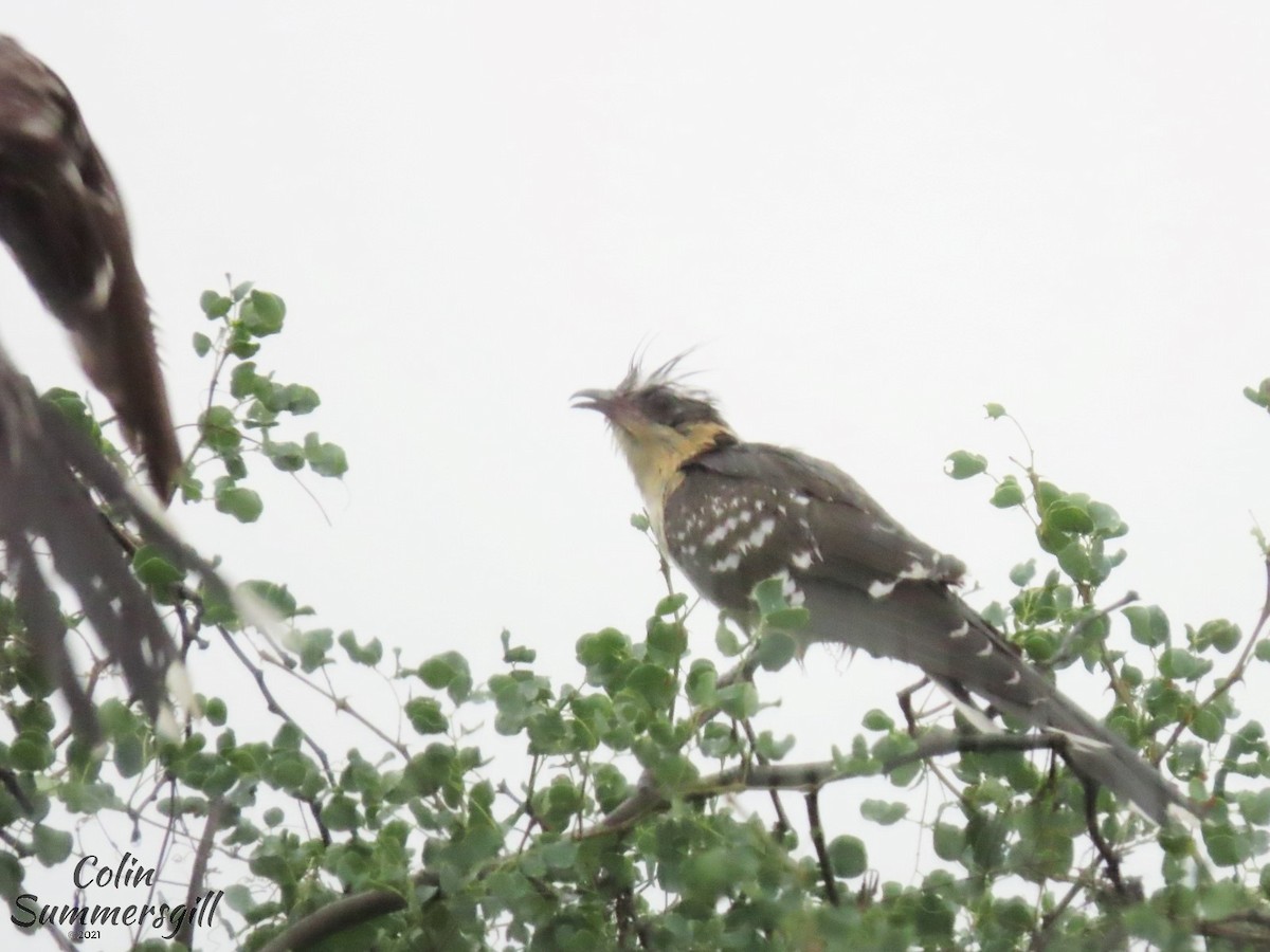 Great Spotted Cuckoo - ML503595801