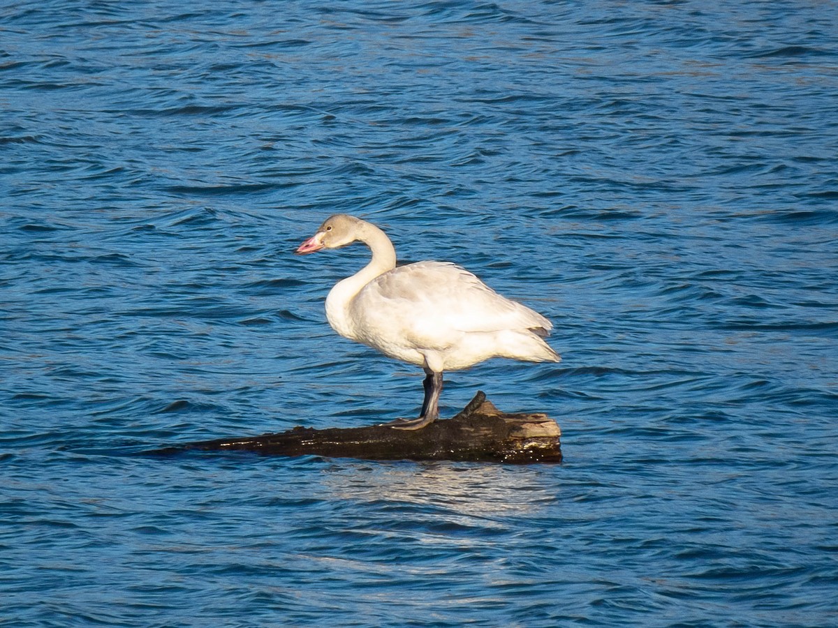 Trumpeter Swan - ML503596031