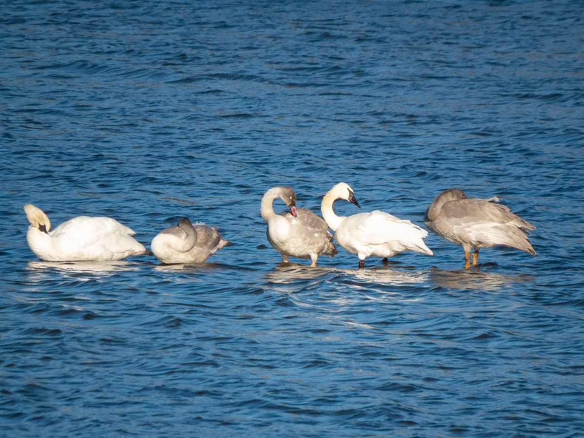 Trumpeter Swan - ML503596041