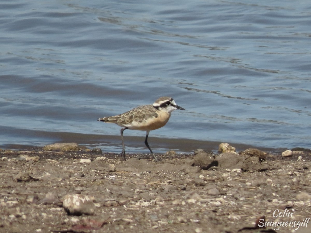 Chorlitejo Pecuario - ML503598571