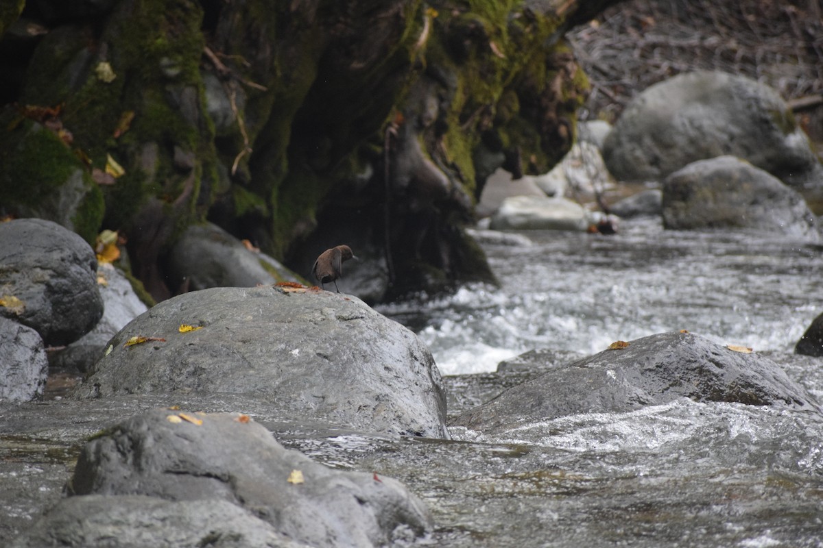 Brown Dipper - ML503600241