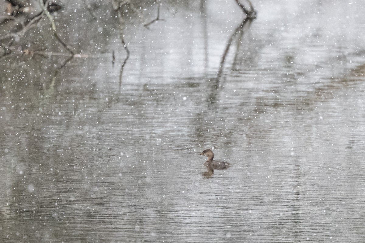 Pied-billed Grebe - ML503601071