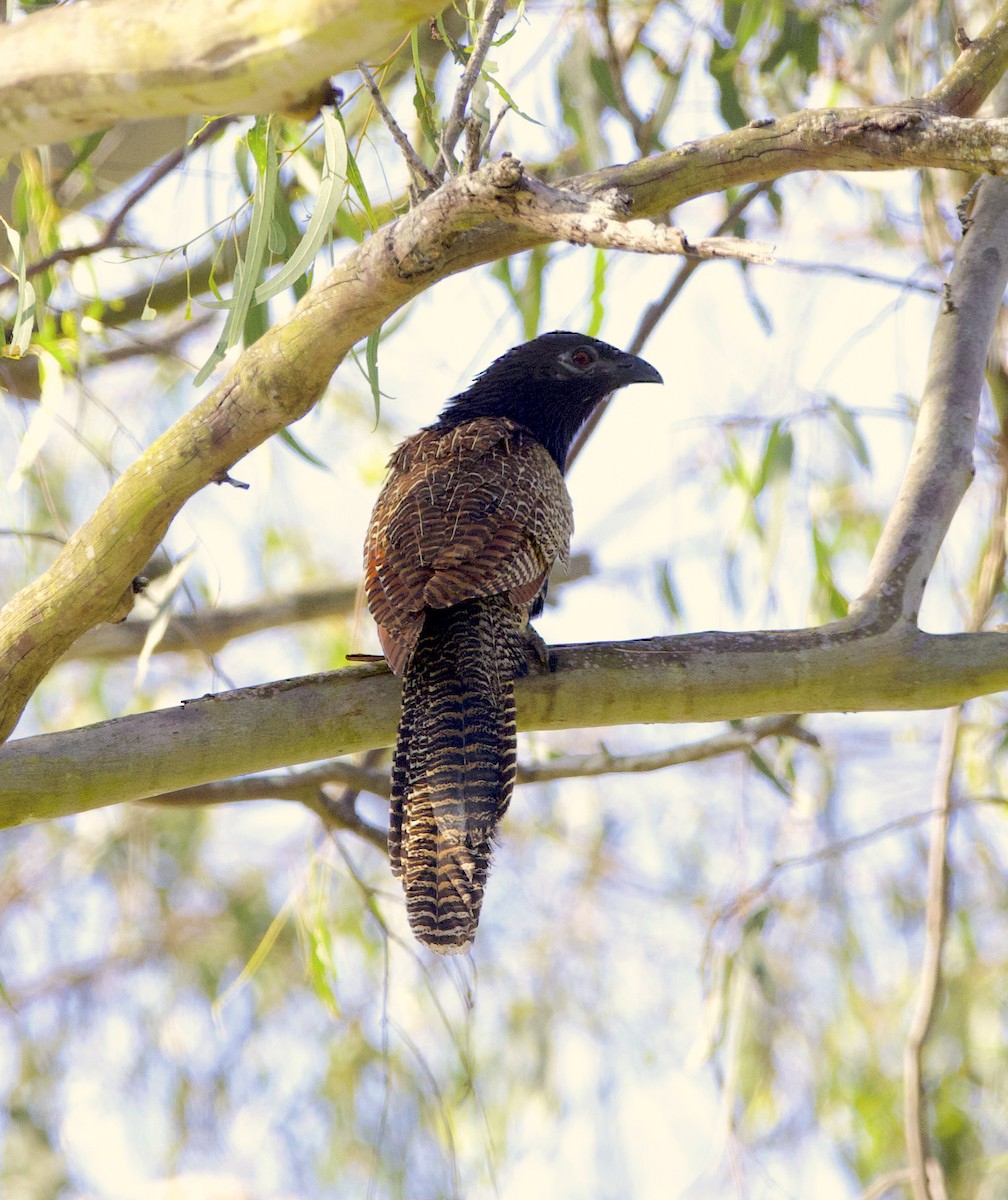 Pheasant Coucal - Nicholas Bourke