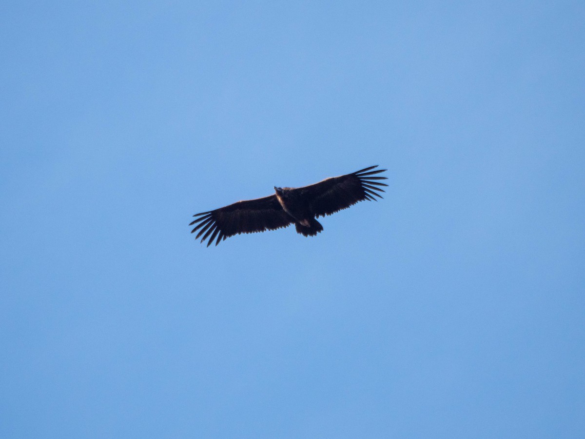 Cinereous Vulture - ML503603261