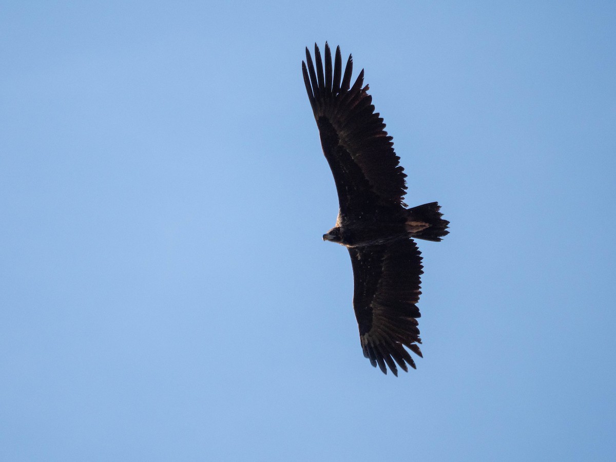 Cinereous Vulture - ML503603271