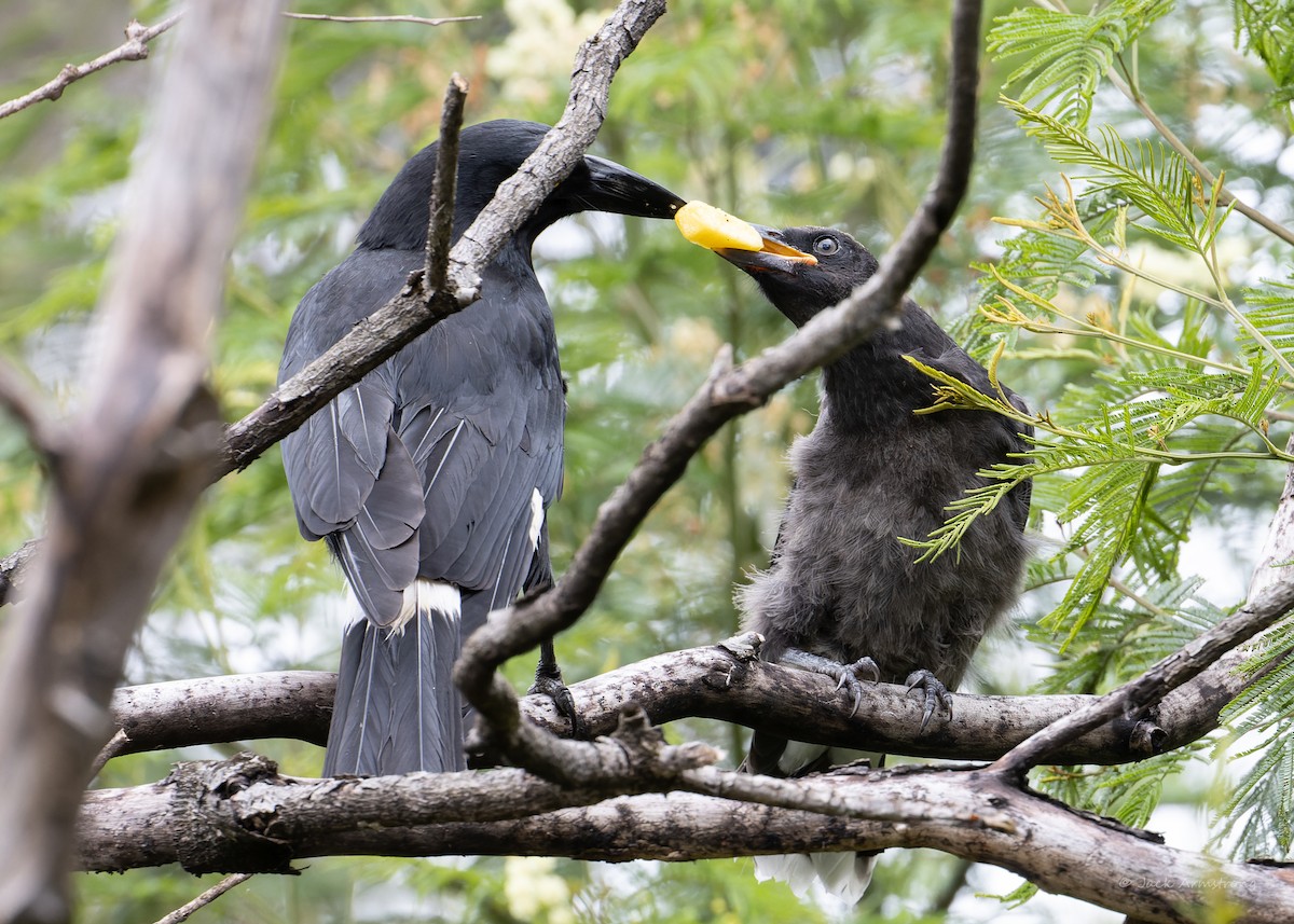 Pied Currawong - ML503603781