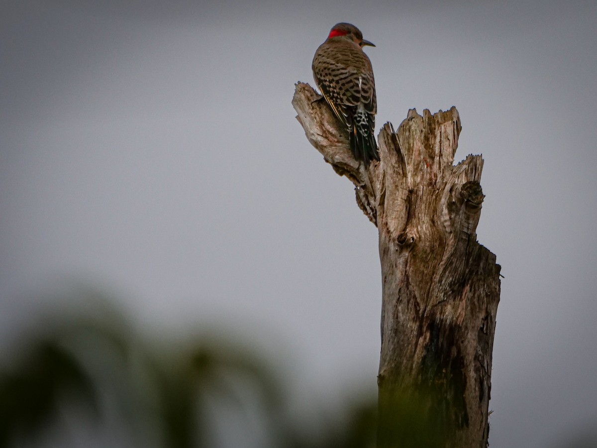 Northern Flicker - ML503604261