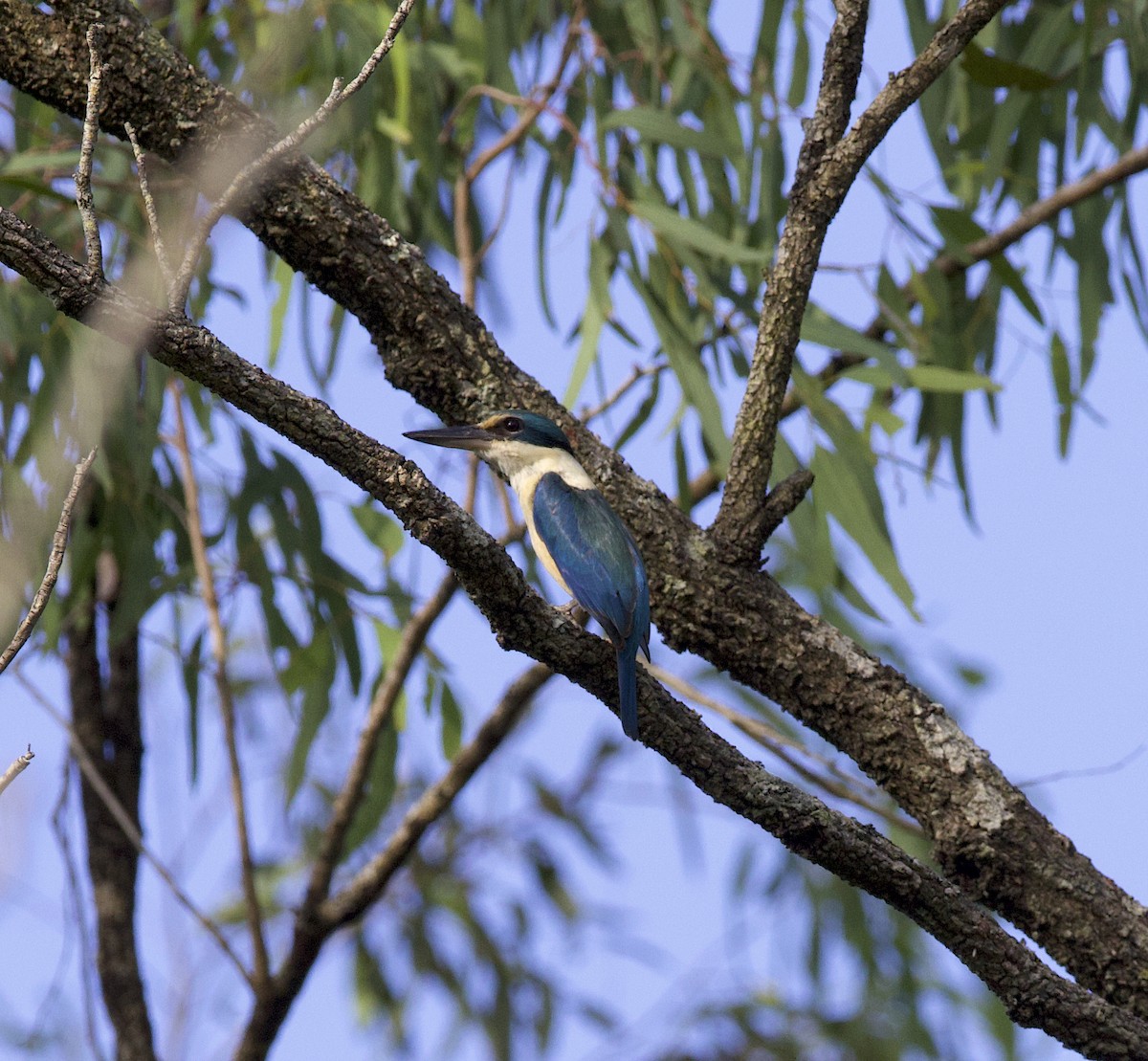 Sacred Kingfisher - ML503605111