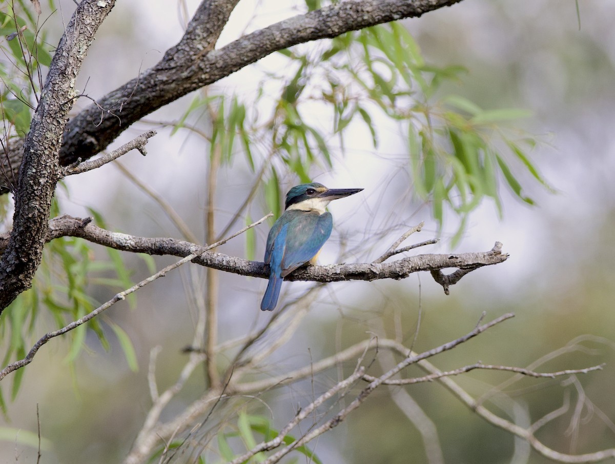 Sacred Kingfisher - ML503605121