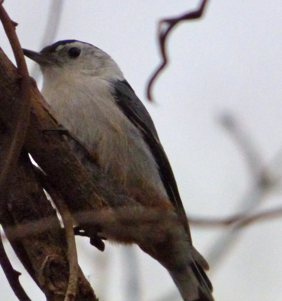 White-breasted Nuthatch - ML50360561