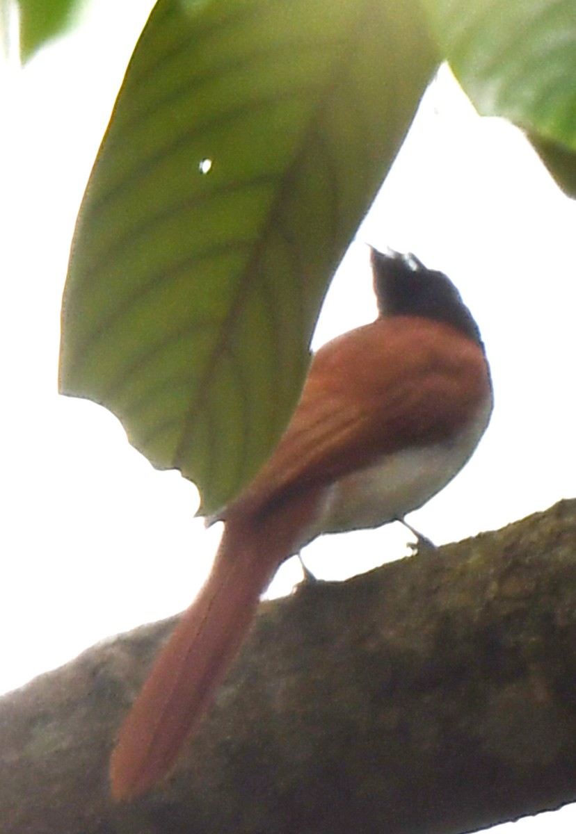 Indian Paradise-Flycatcher - norman wu