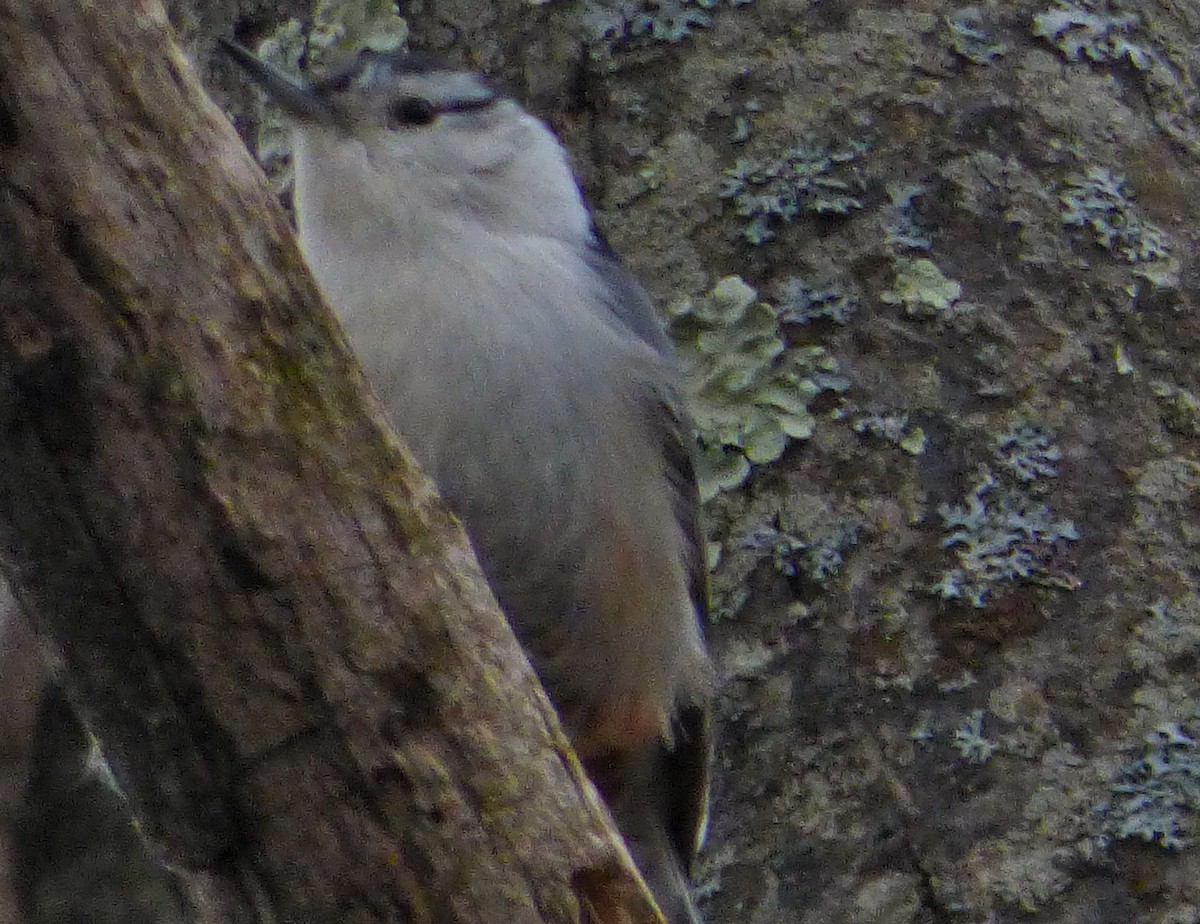 White-breasted Nuthatch - ML50361001