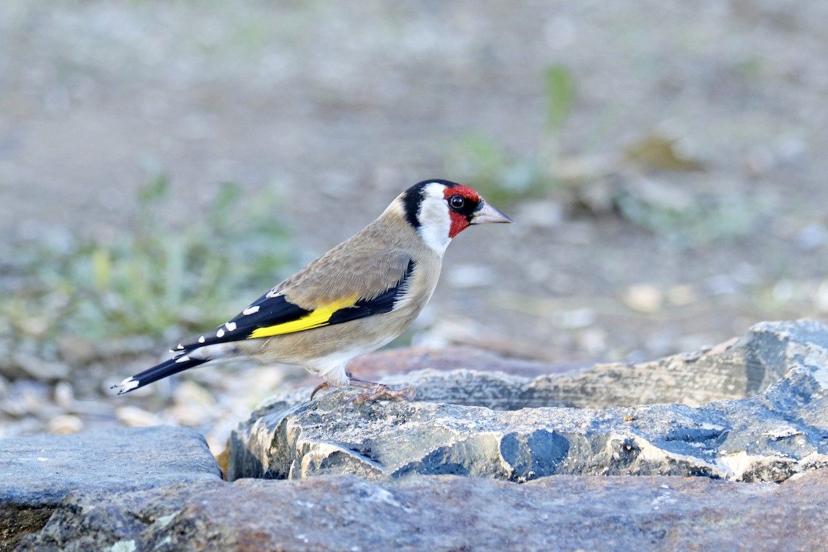 European Goldfinch - ML503610961