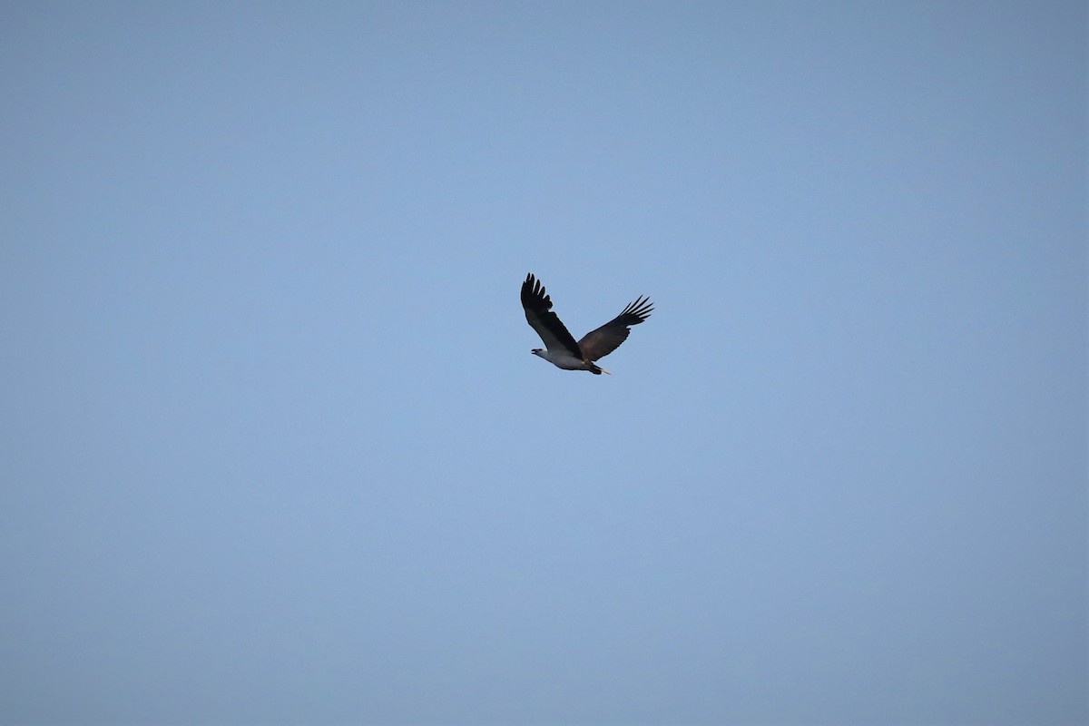 White-bellied Sea-Eagle - ML503612421