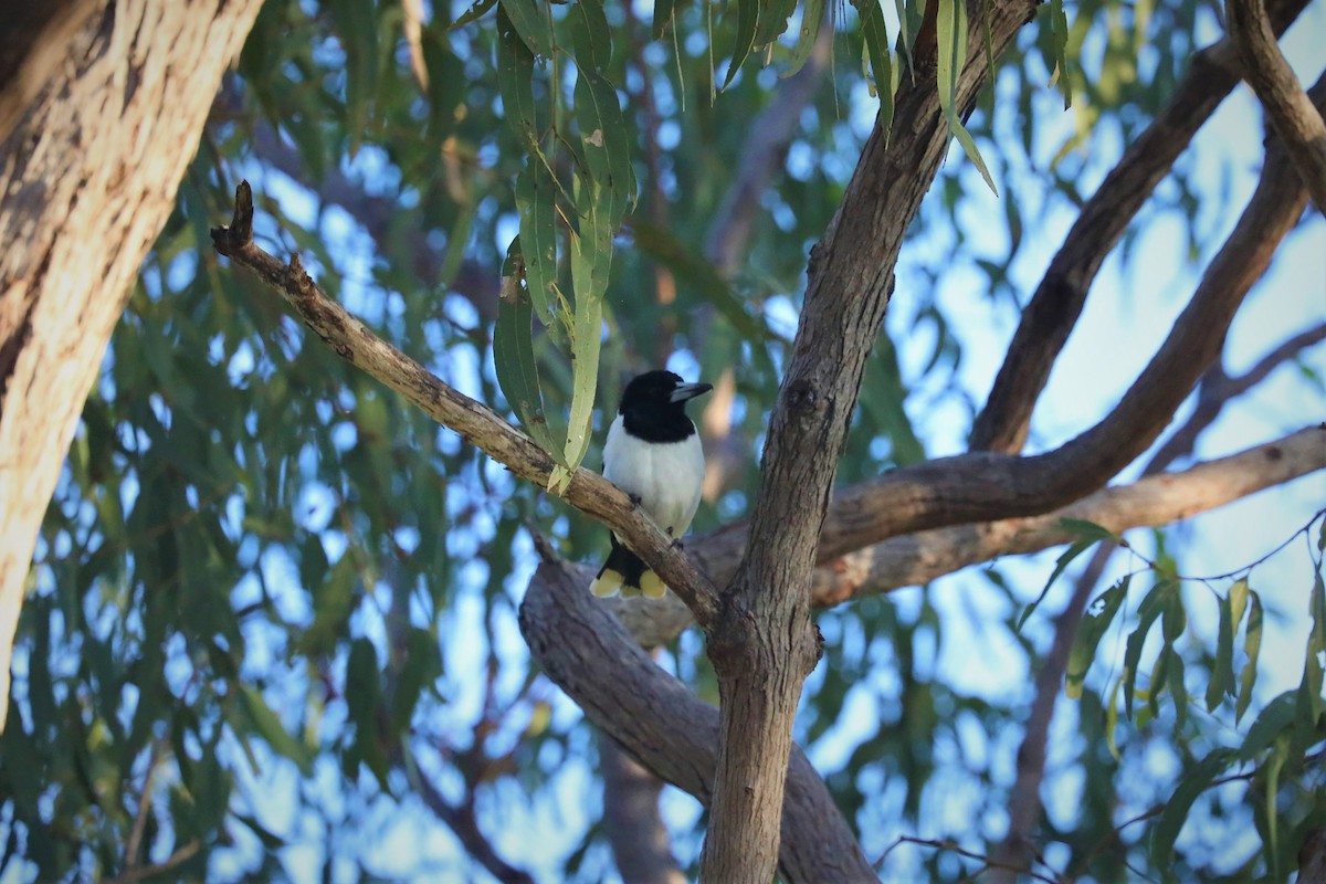 Pied Butcherbird - ML503612841